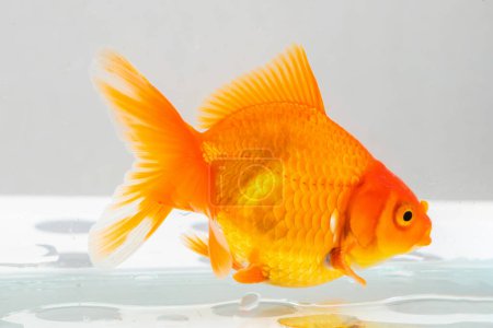 Téléchargez les photos : Oranda poissons rouges dans aquarium aquarium aquarium fermeture - en image libre de droit