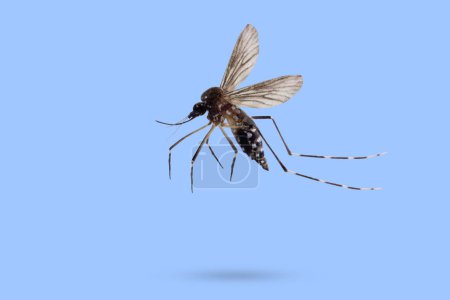 Fliegende Mücke isoliert auf blauem Hintergrund