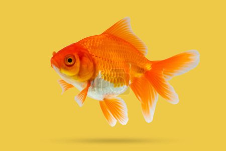 Oranda goldfish isolated on yellow background close up