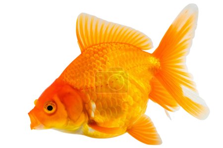 Oranda goldfish aislado sobre fondo blanco de cerca