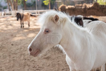Mignon petit poney dans la ferme animale