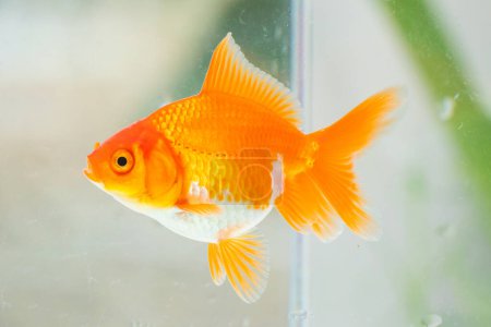 Téléchargez les photos : Oranda poissons rouges dans aquarium aquarium aquarium fermeture - en image libre de droit