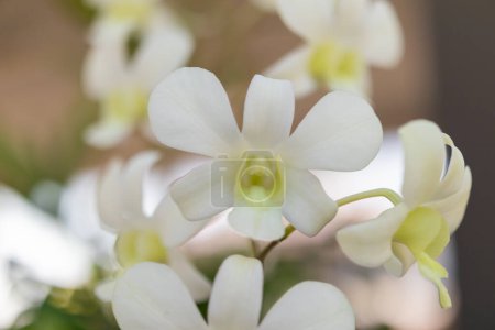 Belle fleur d'orchidée fleurissant dans le fond floral du jardin