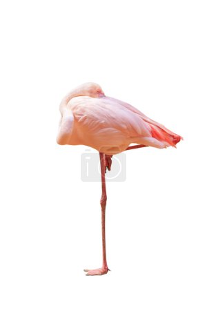 Photo for Beautiful flamingo bird stand on one leg isolated on white background - Royalty Free Image