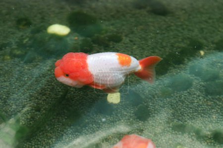 Poisson rouge nageant dans l'aquarium étang de poissons fermer