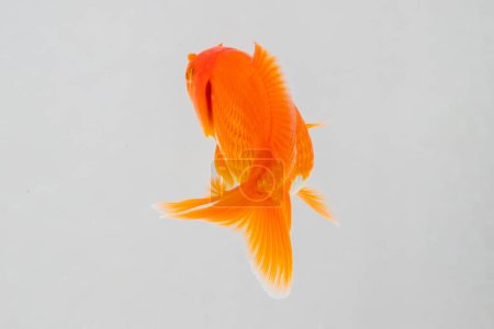 Oranda peces de colores en acuario acuario tanque de peces de cerca