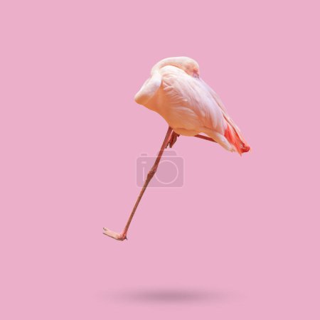 Photo for Beautiful flamingo bird isolated on pink background - Royalty Free Image