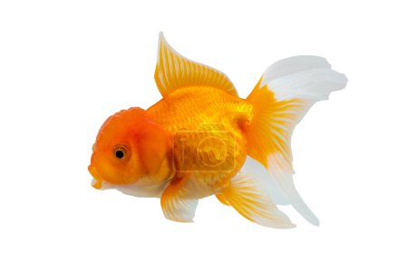 Oranda goldfish aislado sobre fondo blanco de cerca