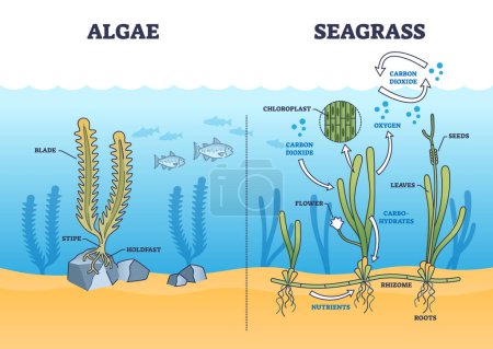 Illustration for Algae and seagrass biological structure and dioxide exchange process outline diagram. Labeled educational scheme with aquatic plant botanical chloroplast and carbohydrates function vector illustration - Royalty Free Image