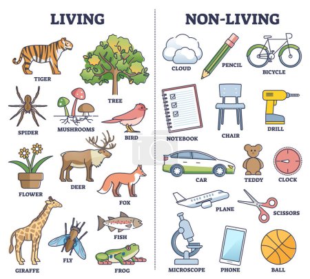 Living vs non living things comparison for kids teaching outline diagram. Labeled educational scheme with nature items and human made objects vector illustration. Primary school activity for children.