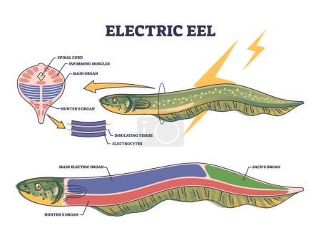 Ilustración de Anatomía de la anguila eléctrica como estructura de peces con diagrama de contorno de órganos internos. Esquema biológico educativo etiquetado con músculos de natación, tejidos aislantes y electrocitos ubicación vector ilustración. - Imagen libre de derechos