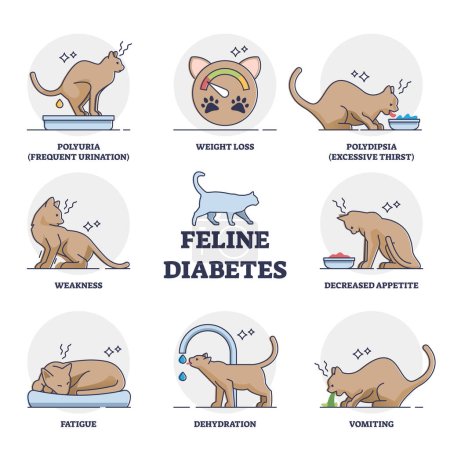 Feline mellitus chats symptômes du diabète pour une réponse chronique insuffisante à l'insuline ou un schéma de résistance. Schéma éducatif étiqueté avec maladie vétérinaire pour les animaux illustration vectorielle.