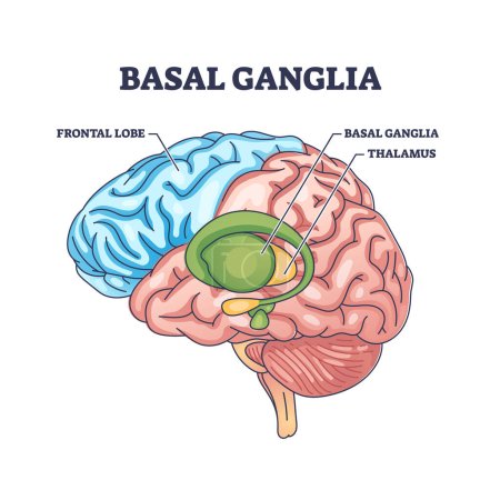 Localización de ganglios o núcleos basales y diagrama de contorno de la estructura cerebral humana. Esquema educativo etiquetado con partes de cabeza y lóbulo frontal o secciones de tálamo ilustración vectorial. Partes de órganos médicos.