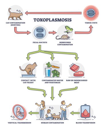 Taxoplasmosis enfermedad y parasitosis contaminación esquema diagrama. Esquema médico educativo etiquetado con impacto toxoplasma gato en la transmisión humana y transfusión de sangre vector ilustración