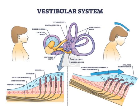 Anatomie des Vestibularsystems und medizinische Struktur des Innenohres skizzieren das Diagramm. Beschriftetes Bildungsschema mit menschlichem Gleichgewicht und sensorischen Teilen Vektorillustration. Lage der Cochlea-Nerven- und Haarzellen.