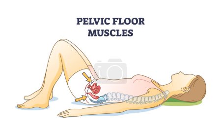 Pelvic floor muscles anatomical location in female body outline diagram. Educational woman with inner muscular coccygeus, ileococcygeus and pubococcygeus vector illustration. Kegel exercises parts.
