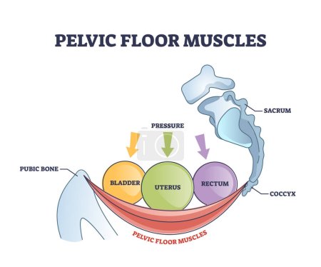 Anatomie des muscles du plancher pelvien avec diagramme de contour des parties musculaires de la hanche. Schéma éducatif étiqueté avec illustration vectorielle de localisation de l'os pubien squelettique, du coccyx et de la vessie, de l'utérus ou du rectum.