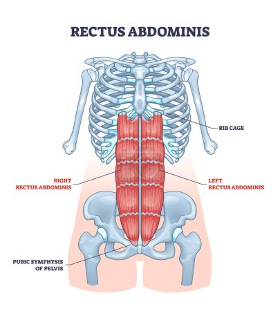 Rectus abdominis ou abdos abdominaux anatomie du système musculaire schéma de contour. Étiqueté schéma médical éducatif avec le torse isolé de l'estomac humain ou l'illustration vectorielle de localisation de muscle de taille de ventre.