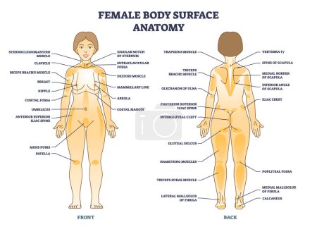 Female body surface general anatomy with medical anatomy outline diagram. Labeled educational scheme with muscles and woman body parts explanation from front anterior and back view vector illustration
