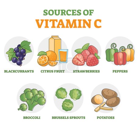 Sources of vitamin C as food supplement in diet products outline diagram. Nutrition benefits rich vegetables, fruits and berries collection set as antioxidant for immune system vector illustration.