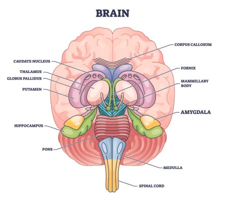 Amygdale emplacement de la partie du cerveau avec l'anatomie de la tête humaine médicale schéma de contour. Schéma éducatif étiqueté avec physiologie corporelle pour la mémoire, la prise de décision et l'illustration vectorielle de la réponse émotionnelle.