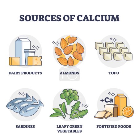 Illustration for Sources of calcium and natural rich Ca level food products outline diagram. Labeled educational list with ingredients for healthy eating vector illustration. Dairy, tofu and greens for strong bones. - Royalty Free Image