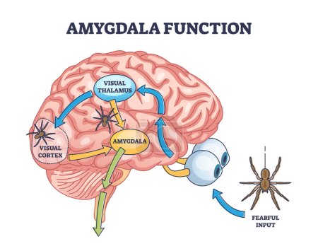 Illustration for Amygdala function with brain response to fear stimulus outline diagram. Labeled educational medical scheme with fearful threat input, visual thalamus and cortex connection process vector illustration - Royalty Free Image