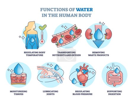 Funkcje wody w organizmie człowieka i korzyści z picia nakreślić diagram. Oznakowana lista edukacyjna z anatomicznym wychwytem cieczy do regulacji temperatury i ilustracją wektora tkanek nawilżających.