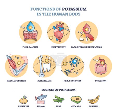 Functions of potassium in human body with sources in food outline diagram. Labeled educational scheme with healthy eating benefits for medical wellness vector illustration. Dietary medical knowledge.
