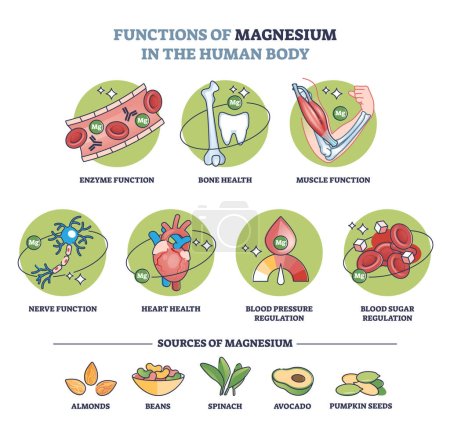 Functions of magnesium in human body and sources in food outline diagram. Labeled educational list with benefits from healthy micro element level intake from grocery products vector illustration.