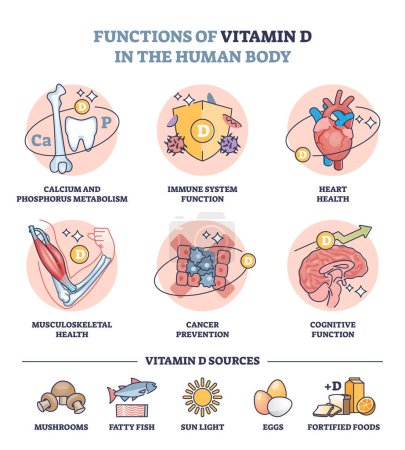 Funktionen von Vitamin D im menschlichen Körper und Quellen des Immunsystems in der Lebensmittelskizze. Etikettiertes Bildungssystem mit gesundheitlichen Vorteilen durch den Verzehr von Zutaten und Sonnenlicht-Vektorillustration.