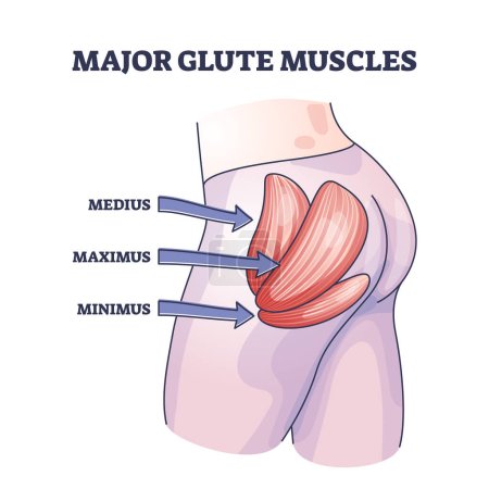 Major glute muscles with medius, maximus and minimus parts outline diagram. Labeled educational human body buttocks anatomy with medical butt muscular system parts description vector illustration.