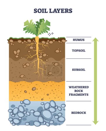 Ilustración de Soil layers with geological ground structure and materials outline diagram. Labeled educational scheme with land cross section vector illustration. Humus, topsoil, subsoil, rock fragments and bedrock - Imagen libre de derechos
