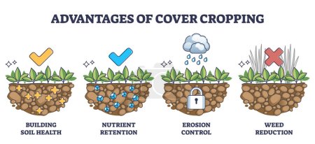 Illustrazione per Cover crops cultivation or growing advantages for soil health outline diagram. Labeled educational scheme with earth health, nutrient retention, erosion control and weed reduction vector illustration - Immagini Royalty Free