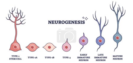 Neurogenesis process as stem cell growth to mature neuron outline diagram. Neural anatomical development stages with early and late immature producing stages or mature phases vector illustration.