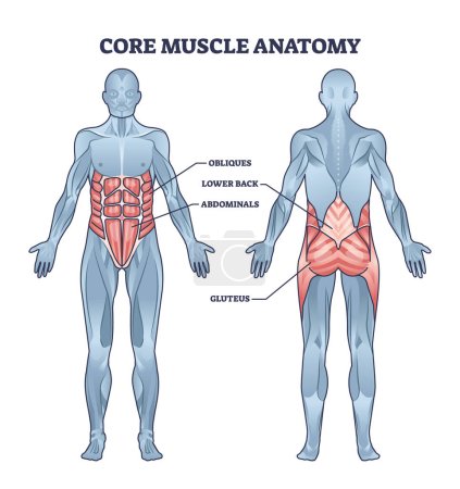 Anatomía muscular central con oblicuos, abdominales, espalda baja y diagrama de ubicación del glúteo. Esquema educativo etiquetado con sistema muscular físico para abdominales, ilustración vectorial de seis paquetes o torso