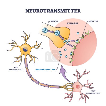 Neurotransmitter-Prozess mit Synapse, Vesikel und Rezeptoren skizzieren Diagramm. Beschriftetes Bildungsschema mit neurologischen Botenstoffen für Serotonin- oder Dopaminproduktionsvektorillustration.