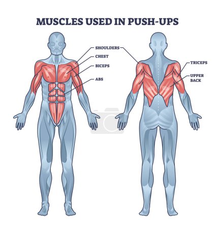 Illustration for Muscles used in push ups sport activity with anatomical outline diagram. Labeled educational medical description with muscular system that works in pushups bodybuilding training vector illustration. - Royalty Free Image