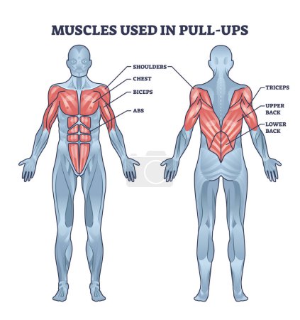 Músculos utilizados en la actividad pull ups con diagrama de contorno corporal anatómico. Sistema muscular educativo etiquetado con hombros, pecho, bíceps, ABS y tríceps uso en fitness deporte vector ilustración