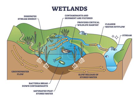 Illustration for Wetlands environment description as wet soil with water outline diagram. Labeled educational biological scheme with flora or fauna for animal habitats vector illustration. Ecosystem creation principle - Royalty Free Image