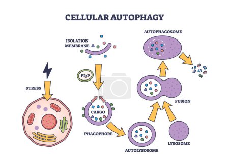 Cellular autophagy process stages for body recycling system outline diagram. Labeled educational anatomy scheme with isolation membrane, phagophore, autolysosome and fusion stages vector illustration