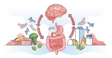Gut brain axis and interaction with colon and brain organs outline diagram. Body digestive tract influence and bidirectional communication to nervous system and cognitive centers vector illustration.