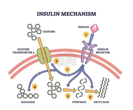 Explication du mécanisme de l'insuline avec diagramme schématique des étapes du processus médical. Schéma éducatif marqué avec les étapes anatomiques des récepteurs, du glycogène, du pyruvate et des acides gras pour l'illustration vectorielle d'énergie.