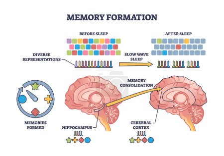 Formation de la mémoire et traitement efficace après le schéma de contour du sommeil nocturne. Schéma éducatif étiqueté avec processus anatomique pour la consolidation de l'hippocampe pour l'illustration vectorielle du cortex cérébral.