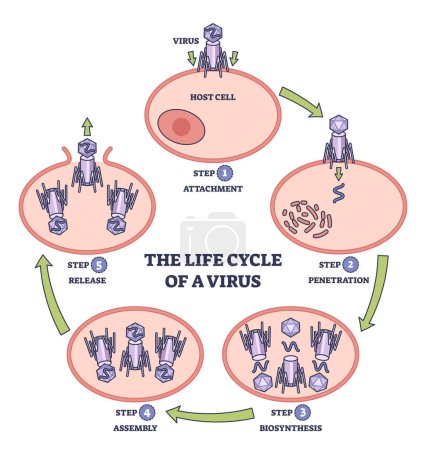 Cycle de vie de l'infection virale avec les étapes du processus de développement schéma sommaire. Schéma anatomique éducatif étiqueté avec illustration vectorielle des étapes d'attachement, pénétration, biosynthèse et assemblage.