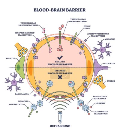Illustration for Blood brain barrier or BBB as immunological feature of CNS outline diagram. Labeled educational medical scheme with healthy BBB and diseased comparison vector illustration. Body protection system. - Royalty Free Image