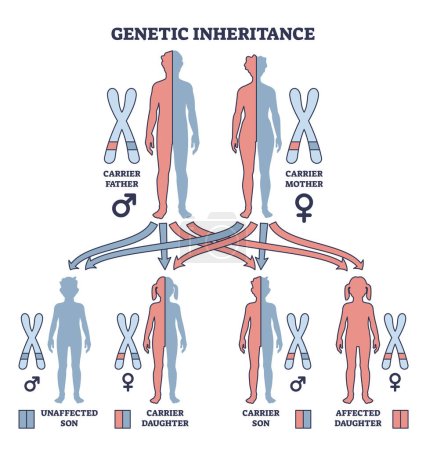 Illustration for Genetic inheritance as two alleles in gene pair are inherited outline diagram. Labeled educational scheme with genetic interaction and effect for offspring vector illustration. Biological explanation - Royalty Free Image