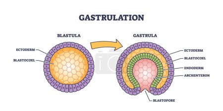 Gastrulation als frühzeitiger Entwicklungsprozess für die Transformation des Embryos winzige Person Konzept. Beschriftetes medizinisches Bildungsschema mit Blastula und gastrula mikrobiologischer Strukturvektorillustration.