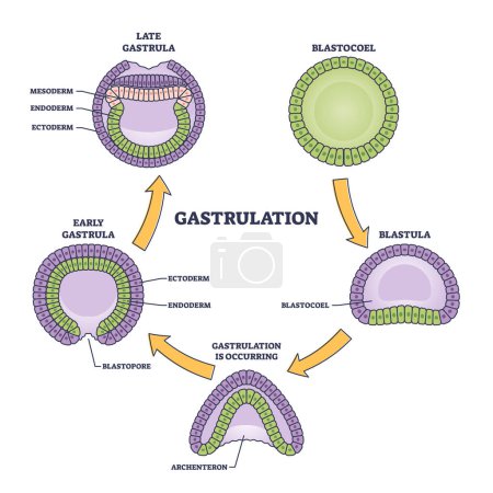 Las etapas de gastrulación como proceso de desarrollo embrionario temprano delinean el diagrama. Esquema científico educativo etiquetado con blastocoel, blastula y gastrula estructura microbiológica vector ilustración.
