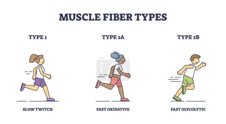 Illustration for Muscle fiber types with slow and fast twitch activities outline diagram. Labeled educational sport athlete muscular buildup with oxidative and glycolytic phases vector illustration. Training strength - Royalty Free Image